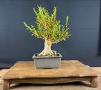 Bonsai shohin buxus, Ophalen