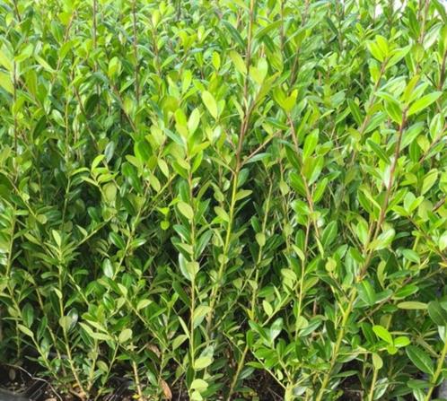 Ilex Caroline Upright - ideale buxusvervanger, Jardin & Terrasse, Plantes | Arbustes & Haies, Haie, Houx, Moins de 100 cm, Envoi