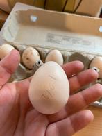 zijdehoen kriel (WIT) broedeieren, Dieren en Toebehoren, Pluimvee, Geslacht onbekend, Kip
