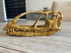 Caelestiventus replica schedel / dinosaurus, Ophalen of Verzenden