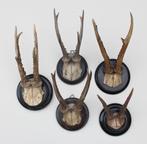 5 x antiek REE GEWEI op zwart houten schild - rond 1900, Ophalen of Verzenden, Gebruikt, Hert, Gewei of Kop
