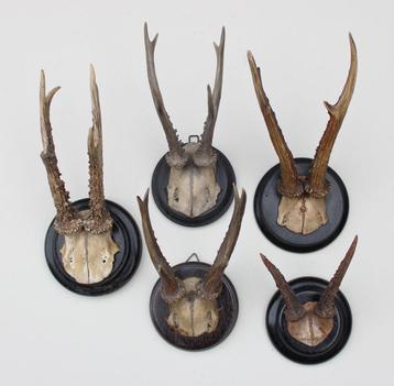 5 x antiek REE GEWEI op zwart houten schild - rond 1900 beschikbaar voor biedingen