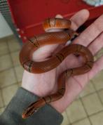 couleuvre des bambous Femelle, Dieren en Toebehoren