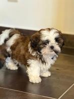 Shih’tzu pups, België, Fokker | Hobbymatig, Overige rassen, Meerdere