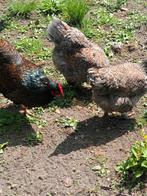 broedeieren barnevelder dubbel gezoomd, Dieren en Toebehoren, Pluimvee