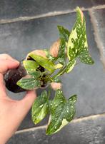 Syngonium Red Spot Tricolor, Ophalen of Verzenden