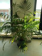 Palm plant, Huis en Inrichting, Kamerplanten, Ophalen, Palm