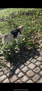 Harnais chien OneTigris, Ophalen, Gebruikt