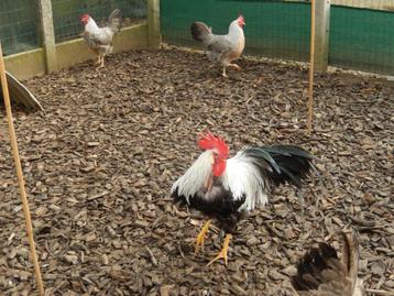 Broedeieren kippen leghorn zilverpatrijs flitter beschikbaar voor biedingen