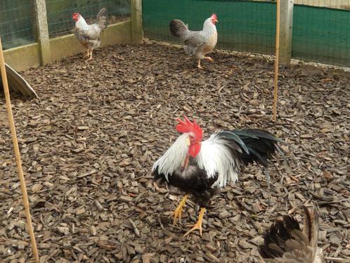 Broedeieren kippen leghorn zilverpatrijs flitter, Dieren en Toebehoren, Pluimvee, Kip