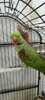 Grand Alexandre, Animaux & Accessoires, Oiseaux | Perruches & Perroquets