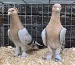 Takla Tuimelaar Duiven, Dieren en Toebehoren, Vogels | Duiven, Meerdere dieren, Tuimelaar of Roller