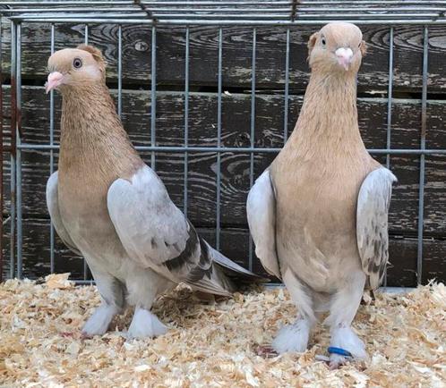 Takla Tuimelaar Duiven, Dieren en Toebehoren, Vogels | Duiven, Tuimelaar of Roller, Meerdere dieren
