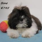 Lhasa Apso - Belgische pups te koop, België, CDV (hondenziekte), 8 tot 15 weken, Meerdere