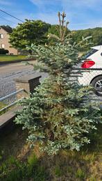 Blauwe spar, Tuin en Terras, Planten | Bomen, Ophalen