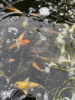koi, Karper of Koi