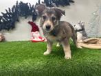 Chiots Swiss Shepherd Cross x Australian Shepherd, Parvovirose, Plusieurs, Belgique, Plusieurs animaux