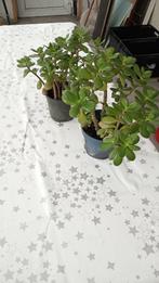 crassula te koop, 5 euro, Ophalen, Vetplant, Halfschaduw, In pot