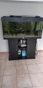 aquariums, Dieren en Toebehoren, Vissen | Aquaria en Toebehoren, Ophalen, Zo goed als nieuw, Gevuld zoetwateraquarium