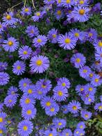 Aster dumosus prof kippenberg, Tuin en Terras, Ophalen