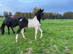 Barock Pinto - Hengst - 1j, Animaux & Accessoires, Chevaux, Cheval de dressage, 0 à 2 ans, 170 à 175 cm, Vermifugé