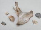 Gedeelte van een heupbeen + dijbeenkogel van een mammoet...., Ophalen