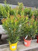 Nerium Oleander in verschillende potmaten en kleuren, Jardin & Terrasse, Plantes | Jardin, Enlèvement