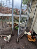 Kippen te koop, Dieren en Toebehoren, Vrouwelijk, Kip