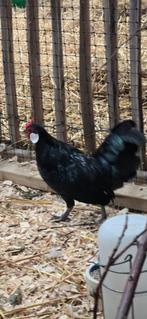 Minorca kriel haan, Dieren en Toebehoren