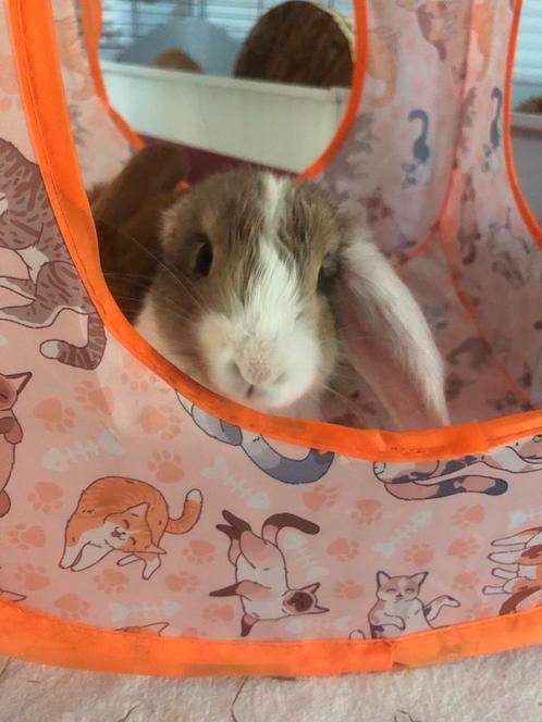 Franse hangoor x vlaamse reus, Dieren en Toebehoren, Knaagdieren
