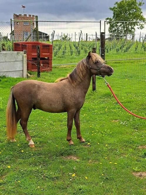 Mooi 3-jarig BMP miniatuurpaardje, chocoladekleurig ruintje, Dieren en Toebehoren, Paarden, Ruin, Met stamboom, Gechipt, Ontwormd