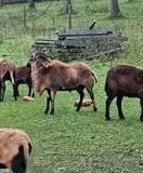 Kameroenbokken te koop, Dieren en Toebehoren