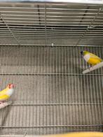 Koppel gouldamadine geel witborst