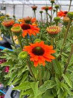 Echinacea SunSeekers ‘Mineol’ P17cm, Tuin en Terras, Ophalen, Zomer, Vaste plant, Volle zon