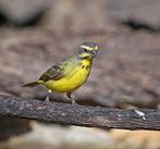 1-1 mozambiquesijsjes, Animaux & Accessoires, Oiseaux | Oiseaux Autre, Plusieurs animaux