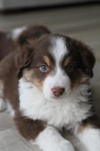 Mini Aussie - Mini Amerikaanse (Australische) Shepherd, Parvovirose, Particulier, Plusieurs, Belgique