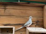 Diamantduifje - jong, Dieren en Toebehoren, Vogels | Duiven