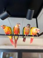 CONURE PYRRHURA EAM 2025, Meerdere dieren, Pratend