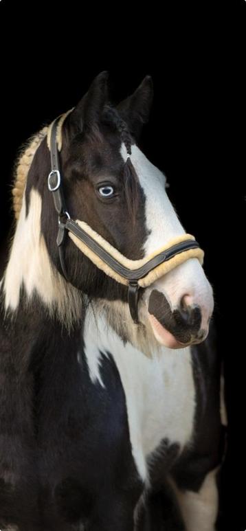 Supermooie merrie te koop, 160 à 165 cm, Vermifugé, Cheval de récréation, Jument