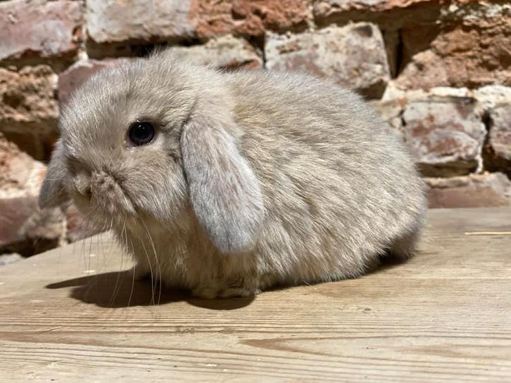 NHD Nederlandse hangoordwerg rammelaar, Dieren en Toebehoren, Konijnen, Dwerg, Mannelijk, 0 tot 2 jaar, Hangoor