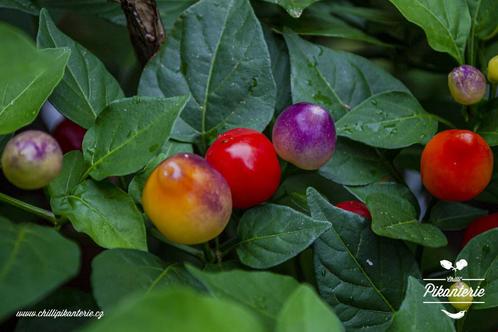 Barra do Ribeiro - Peper zaden, Tuin en Terras, Bloembollen en Zaden, Verzenden