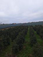 Prunus lusitanica angustifolia, Tuin en Terras, Planten | Bomen, Ophalen