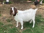 Boergeit, Dieren en Toebehoren, Schapen, Geiten en Varkens, Vrouwelijk, 3 tot 5 jaar