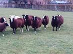 zwartbles ooien, Dieren en Toebehoren, Schapen, Geiten en Varkens