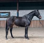 ️‼️Bereden en betuigde E- pony‼️️, Dieren en Toebehoren, Pony's, Ruin, Zadelmak, 3 tot 6 jaar, Recreatiepony