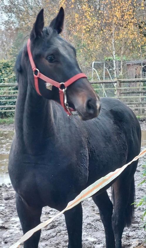 Meerdere jonge springpaarden, Dieren en Toebehoren, Paarden