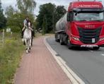 Mooie springgefokte merrie, Dieren en Toebehoren, Paarden, Merrie, M