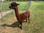 Alpaca merrie - zeer mooie donkerbruin, Dieren en Toebehoren, Vrouwelijk