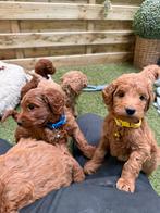 Mini/medium labradoodle pups, Dieren en Toebehoren, Honden | Retrievers, Spaniëls en Waterhonden, Parvo, België, Overige rassen