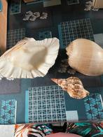 Schelpen, Ophalen of Verzenden, Zo goed als nieuw